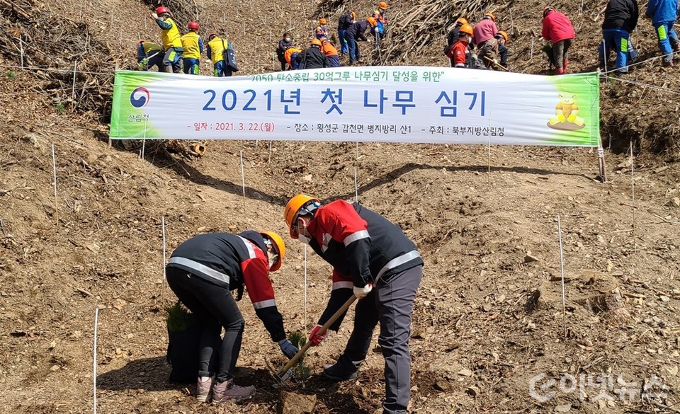 2021 첫 나무 심기 행사가 개최되고 있는 가운데, 최수천 북부지방산림청장(오른쪽)이 나무를 심고 있다. (사진=산림청)