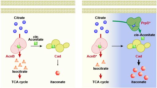 대장균 내의 천연 대사경로에서의 이타콘산 생산과 신규 인공효소 도입을 통한 이타콘산 신규 합성경로 구축을 비교. 이에 따라 이타콘산 생산이 증가할 수 있었다. (사진=포항공과대학교 제공)