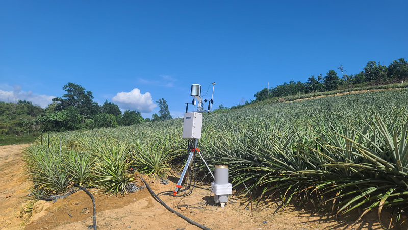 말레이시아 Selangor Fruit Valley 노지 파인애플 농장에 관수/관비장비(호수를 이용한 드립테이프, 스프링클러) 및 기상 센서(IoT)장치가 설치된 모습. (사진=네이버클라우드 제공)