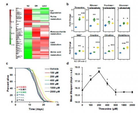 식이 제한 장수 연구. (사진=아모레퍼시픽 제공)