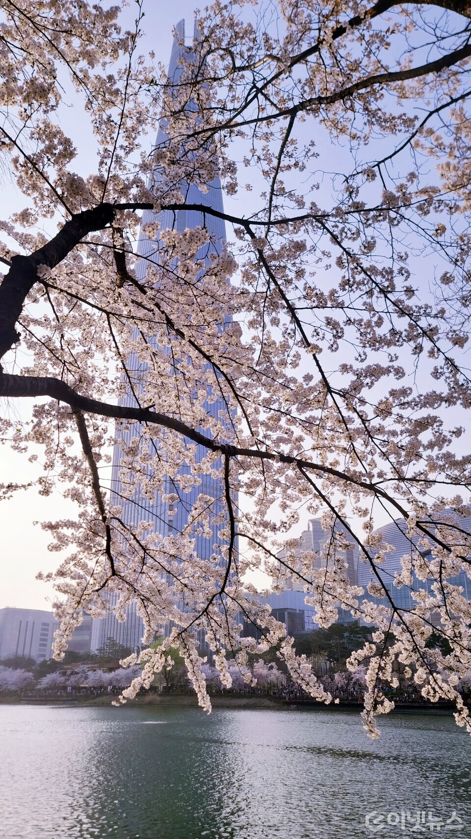 만개한 벚꽃이 피어 있는 롯데월드타워. (사진=이넷뉴스)