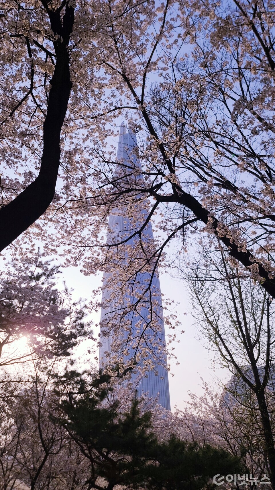 만개한 벚꽃이 피어 있는 롯데월드타워. (사진=이넷뉴스)