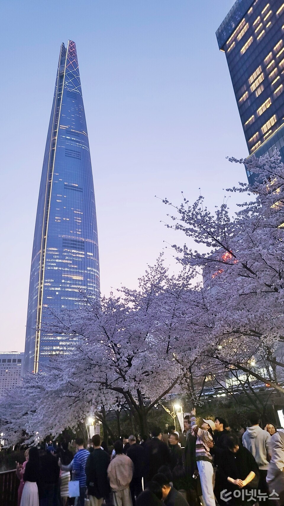 만개한 벚꽃이 피어 있는 롯데월드타워. (사진=이넷뉴스)