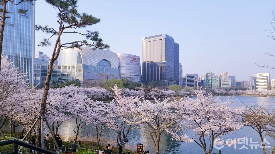 롯데월드타워 인근 석촌호수에 벚꽃이 만개해 있다. (사진=이넷뉴스)