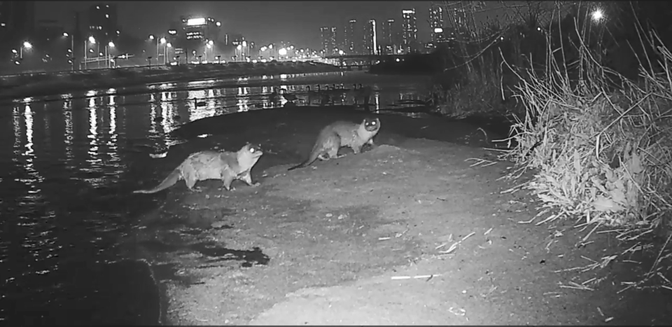 서울 중랑천 유역에서 관찰된 수달. (사진=사회적협동조합 한강 제공)